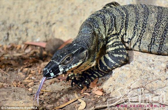 thằn lằn úc săn mồi 