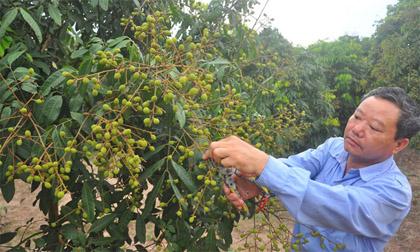 Nhãn lồng Hưng Yên Chưa xuất khẩu cũng không lo ế