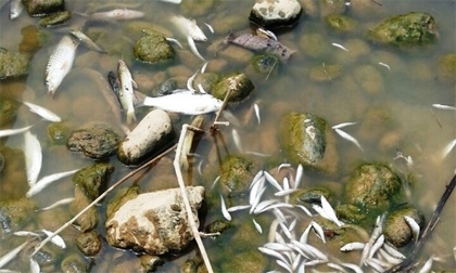 Cá chết hàng loạt trên sông Âm ở Thanh Hóa