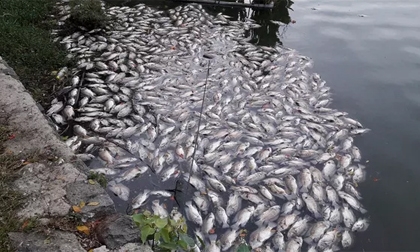 Hơn 1 tấn cá chết bất thường nổi trắng hồ trong công viên ở Đà Nẵng