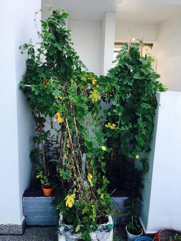 Việt Trinh trồng rau sạch  6