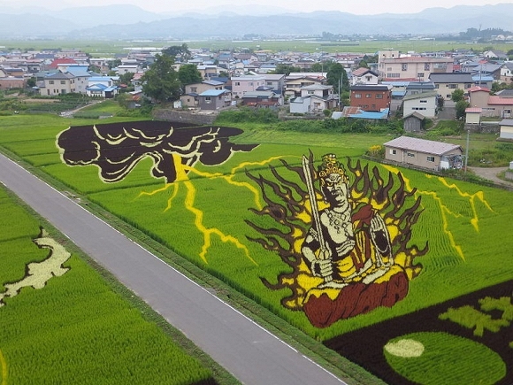 Cánh đồng lúa nghệ thuật ở Nhật Bản  2