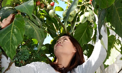 Cà chua siêu đắt 1 triệu đồng/kg trồng được ở Lâm Đồng