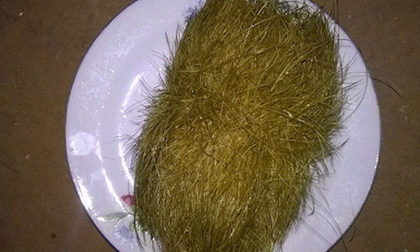 Thực hư tác dụng chữa bệnh của “trư sa” giá trăm triệu?