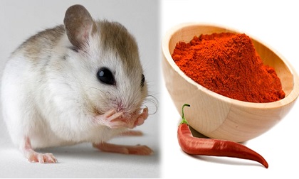 Chỉ cách để nhà bạn không có bóng dáng con chuột nào mà không cần thuốc diệt