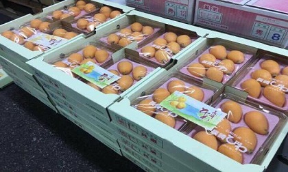 Quả để rụng vườn ở nước ngoài, đại gia Việt tranh mua giá 4 triệu đồng/kg