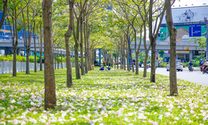 Sài Gòn đâu chỉ có nắng mưa, còn có những mùa hoa đẹp say lòng nữa!