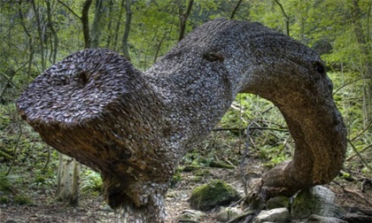 Kỳ lạ khúc gỗ được phủ kín bởi hàng nghìn đồng xu trong rừng suốt hàng trăm năm