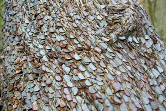 Kỳ lạ khúc gỗ được phủ kín bởi hàng nghìn đồng xu trong rừng suốt hàng trăm năm - Ảnh 4.