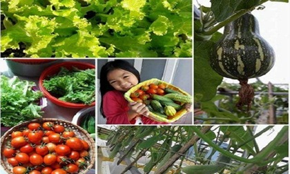 Từng không biết gì về trồng rau sạch, mẹ Việt giờ đã sở hữu vườn rau sạch đẹp như “công viên mini“