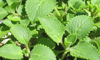 Không biết bài thuốc đơn giản mà hiệu quả này từ lá húng chanh chắc chắn bạn sẽ hối hận 