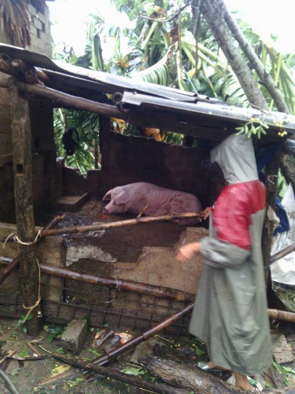canh tuong tan hoang tai cac tinh co bao so 10 do bo - 9