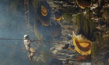 Treo mình giữa vực sâu để tìm loại mật ong 'đắt hơn vàng', 127 triệu đồng/kg