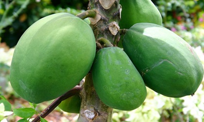 Khi bạn bị những bệnh này chỉ cần ăn đu đủ xanh là khỏi mà không cần tới bác sĩ hay dùng thuốc tây