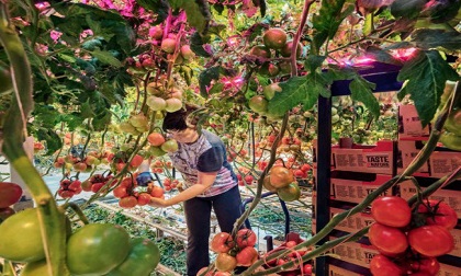 Chiêm ngưỡng các trang trại trong nhà kính “đẹp như tranh“ ở Hà Lan