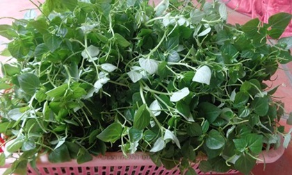 Loại rau đắt hơn thịt, nhiều nước xem là “thần dược“ Việt Nam chỉ là cỏ dại