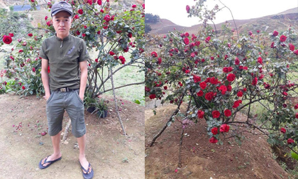 Lời kể đau nhói lòng của chàng trai dân tộc Thái bị trộm cây hồng cổ 20 năm tuổi