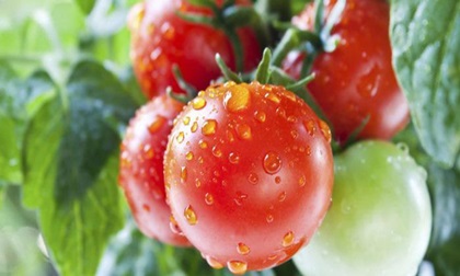 6 cách ăn cà chua có hại cho sức khỏe không phải ai cũng biết