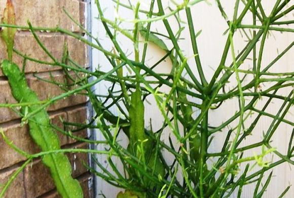 3 bài thuốc quý từ dân gian giúp chữa viêm xoang hiệu quả bạn nên biết