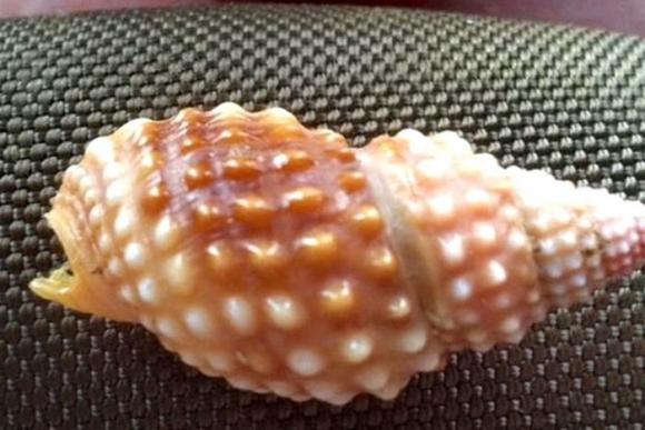 Tránh xa loài ốc có độc tố nhanh và mạnh hơn cả cá lóc này nếu bạn không muốn chết bất đắc kỳ tử - Ảnh 1. Tránh xa loài ốc có độc tố nhanh và mạnh hơn cả cá lóc này nếu bạn không muốn chết bất đắc kỳ tử - Ảnh 1.