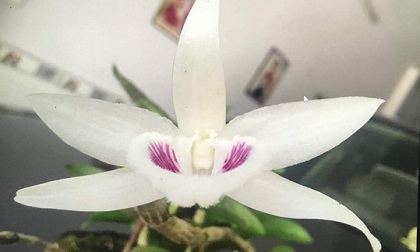 Ngắm gốc lan giả hạc 5 cánh trắng giá gần 7 tỉ đồng