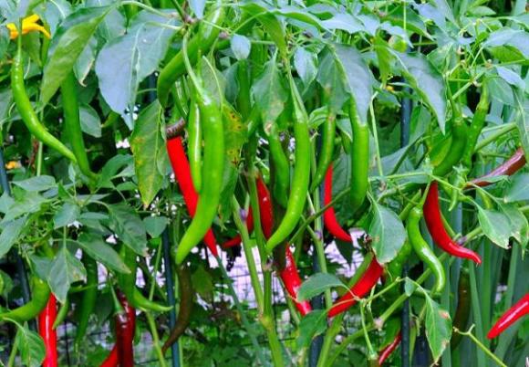 neu thich an gan, chi em tranh ket hop voi nhung mon nay de khong ruoc benh cho ca nha - 4