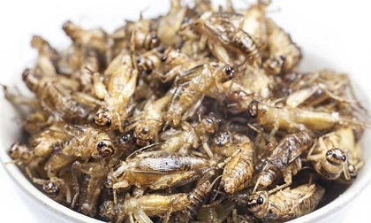 Loại côn trùng là siêu thực phẩm giàu dinh dưỡng