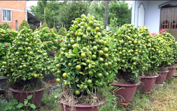 quat kieng hinh heo, rong, huou,...ram ro 'do bo' vao chung tet 2019 hinh anh 8