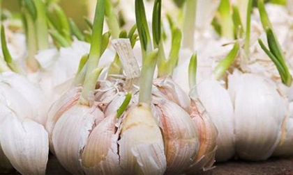 Sau Tết đừng tiếc rẻ những thực phẩm này vì rất độc hại, tuyệt đối đừng ăn