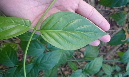 Đun lá ngón cho 3 con uống vì mâu thuẫn với vợ về việc triệt sản