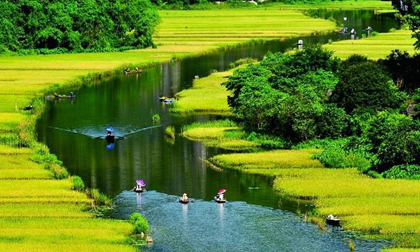 Không phải miền rẻo cao, đây mới là địa điểm ngắm lúa vàng đẹp nhất Việt Nam?