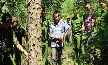 Khởi tố kẻ chủ mưu đầu độc hơn 10 ha rừng thông