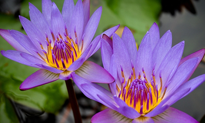 Tử vi thứ tư ngày 12/6/2019 của 12 con giáp mới nhất, chuẩn nhất