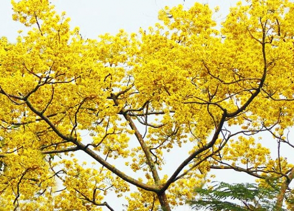 Nơi duy nhất ở Việt Nam chào hè với 5 sắc hoa phượng - 1