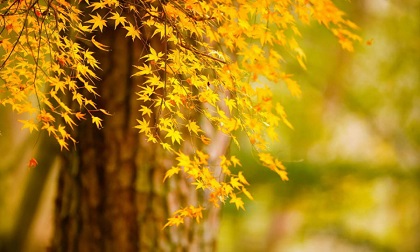 Tử vi thứ tư ngày 10/7/2019 của 12 con giáp mới và chuẩn nhất