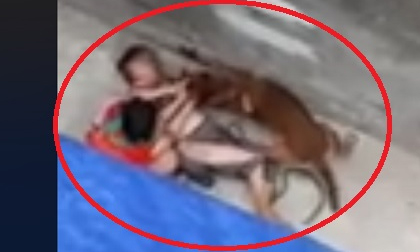 Hàng xóm kể lại giây phút kinh hoàng cụ bà bị chó dữ tấn công bê bết máu