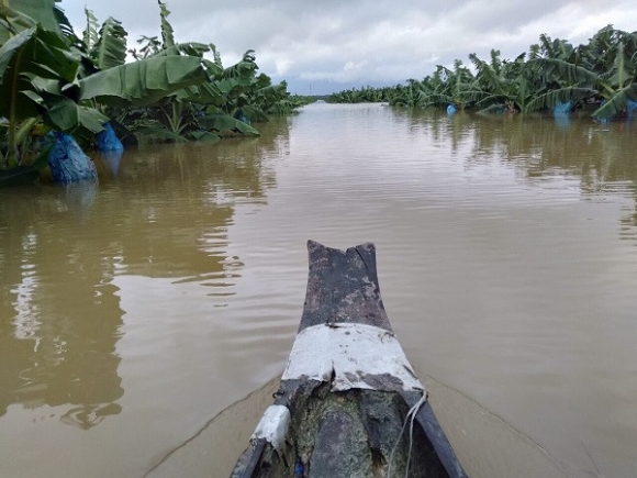 1.500 ha trái cây của bầu Đức tại Lào bị ngập lụt
