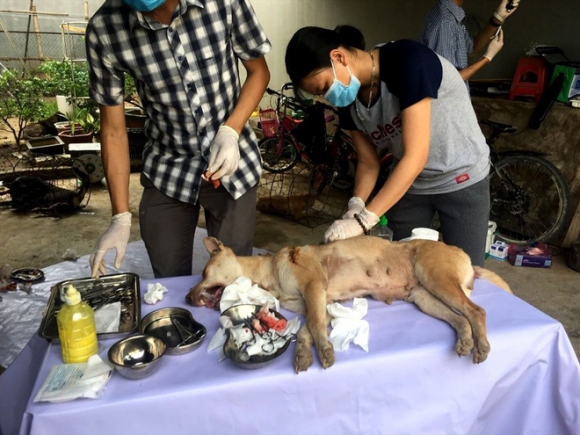 Vụ phá đường dây trộm chó 'khủng': Hỗ trợ chữa trị vết thương cho đàn chó
