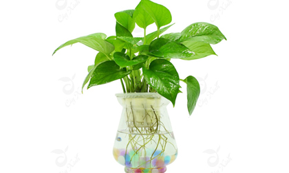 Đầu năm đặt những cây phong thủy này trên bàn làm việc, sự nghiệp lên như diều gặp gió