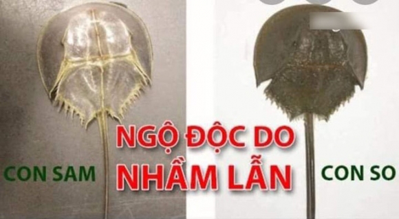 Bé gái 8 tuổi tử vong vì ngộ độc hải sản: Những lưu ý khi cha mẹ cho con ăn thực phẩm này