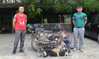 Hai miu tặc bắt trộm gần 100 kg mèo chỉ trong một đêm