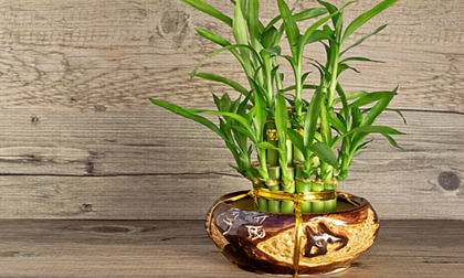 Tác dụng của phong thủy của cây phát tài: Vợ chồng hòa thuận, làm ăn phát đạt