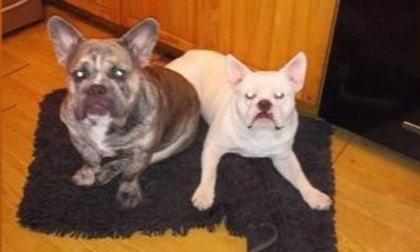 Người phụ nữ ở Mỹ bị chó bulldog mình nuôi tấn công đến chết