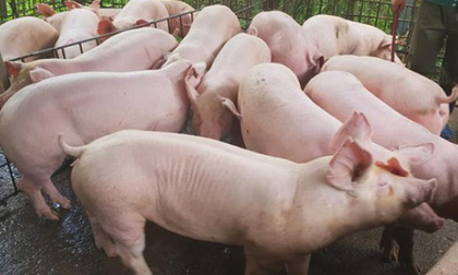 Giá lợn tăng liên tục, doanh nghiệp chăn nuôi báo lãi lớn