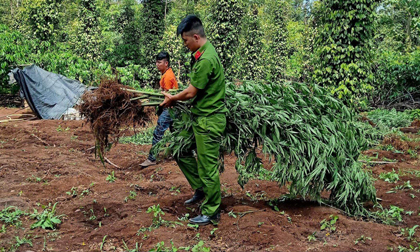 Lại phát hiện thêm một gia đình trồng 78 cây cần sa để nuôi gà