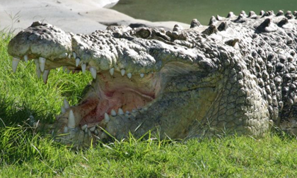Bé gái 11 tuổi lao xuống sông đâm mù mắt cá sấu cứu bạn khỏi 'tử thần'