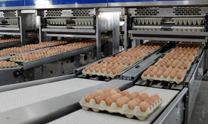 Công ty tỷ phú Trần Đình Long bán 550 nghìn trứng/ngày... kiếm đậm?