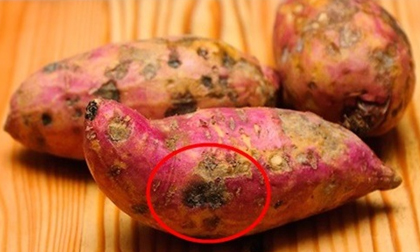 2 mẹ con tử vong sau 3 tháng phát hiện ung thư, bác sĩ nói 'thủ phạm' chính là món cháo mà họ ăn hàng ngày