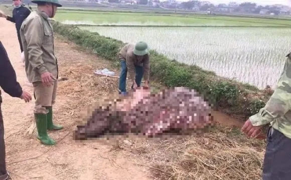 Phú Thọ: Ba người đàn ông cắt khoá trộm trâu 30 triệu, dắt ra đường xẻ thịt trong đêm