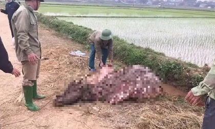 Phú Thọ: Ba người đàn ông cắt khoá trộm trâu 30 triệu, dắt ra đường xẻ thịt trong đêm